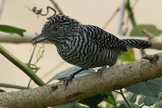 Streepkuifmierklauwier - Thamnophilus multistriatus Streepkuifmierklauwier - Thamnophilus multistriatus